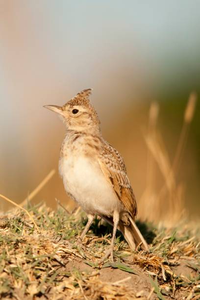 istock Birds in freedom and in their environment. 1340073207