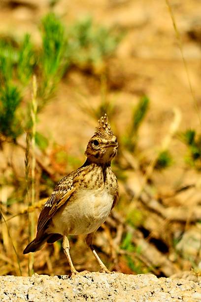 istock Birds in freedom and in their environment. 1340073236
