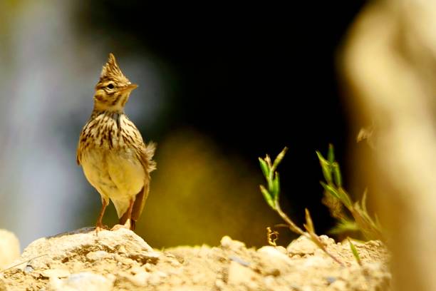 istock Birds in freedom and in their environment. 1340073269