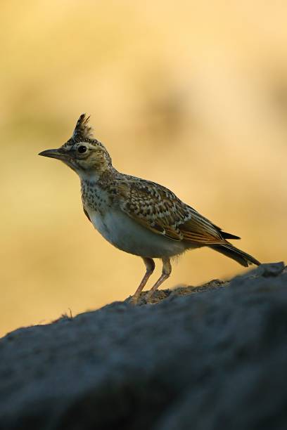 istock Birds in freedom and in their environment. 1340073286