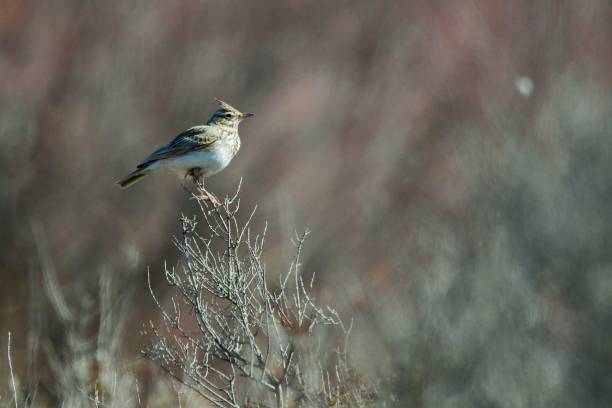 istock Birds in freedom and in their environment. 1340073296