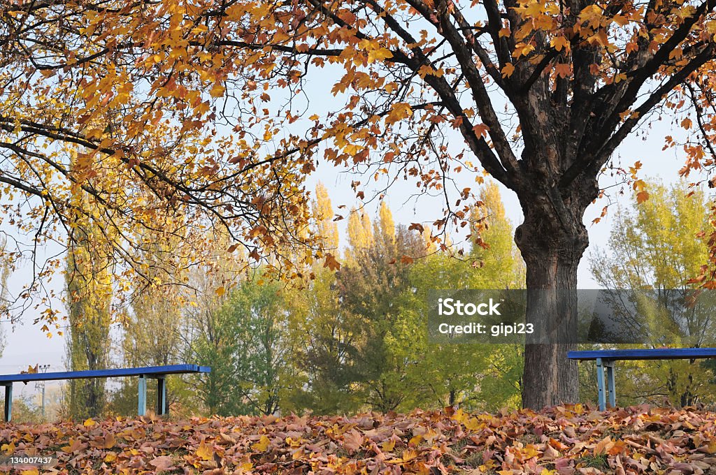 Herbst Bäume - Lizenzfrei Abstrakt Stock-Foto