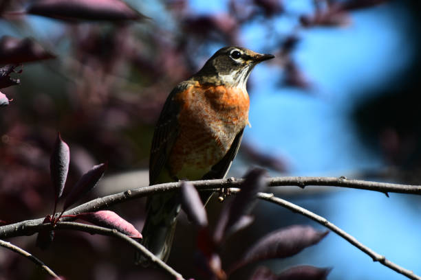 istock American Red Breasted Robin Close Up 1340075754