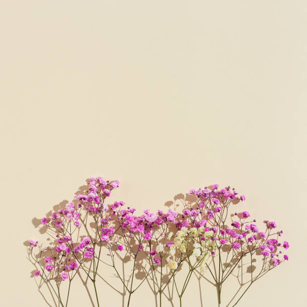 istock Minimal natural layout made with small pink flowers on beige colored background. Floral visuals with sunlight and shadows, pastel monochrome colored image with neutral tones. 1340077963