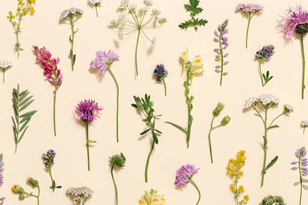 istock Minimal natural floral background with summer wild flower and grass. Botanical pattern 1340077968
