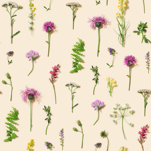 istock Natural summer seamless composition from wild flowers and grass on pastel beige background. 1340077988