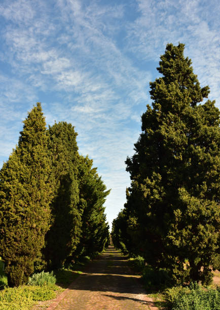 una strada acciottolata che scompare tra alti alberi verdi nel paese bordato da un cielo blu punteggiato di nuvole soffice - disappearing nature vertical florida foto e immagini stock