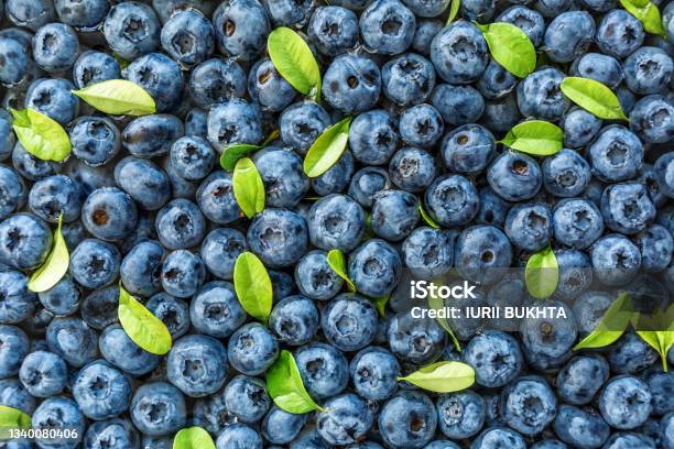 Water Drops On Ripe Sweet Blueberry Fresh Blueberries Background With Copy Space For Your Text Vegan And Vegetarian Concept Macro Texture Of Blueberry Berriestexture Blueberry Berries Close Up Stock Photo - Download Image Now