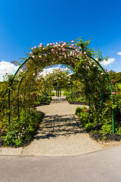 istock Arch with red roses in the garden 1340080429