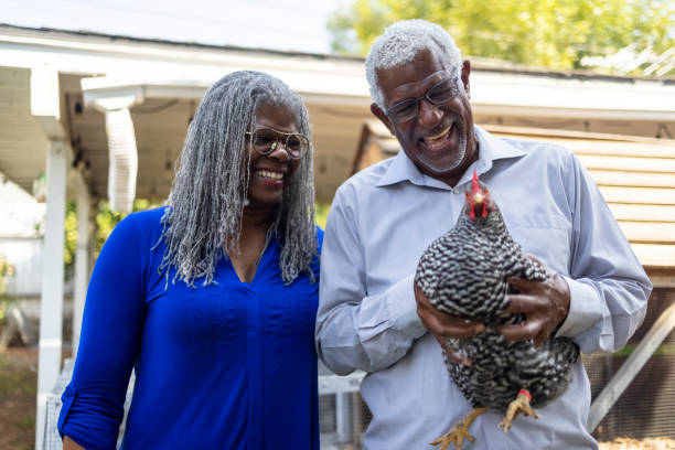 istock Senior Couple Watching Chickens 1340080442