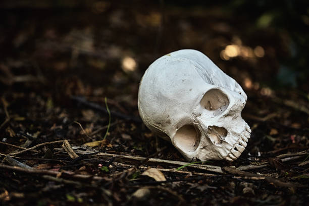 istock Human skull on the floor of a forest, amid dappled light and leaf litter 1340082082