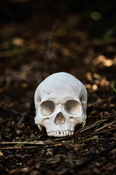 istock Human skull on the floor of a forest, amid dappled light and leaf litter 1340082112