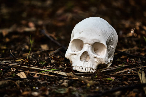 istock Human skull on the floor of a forest, amid dappled light and leaf litter 1340082144