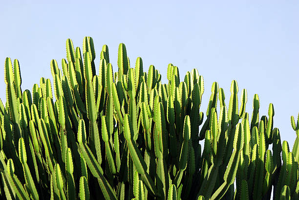 cactus árvore imponente - foto de acervo