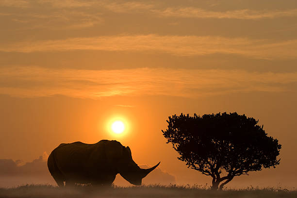 huge rhinoceros standing in sunset aside an African Acacia tree