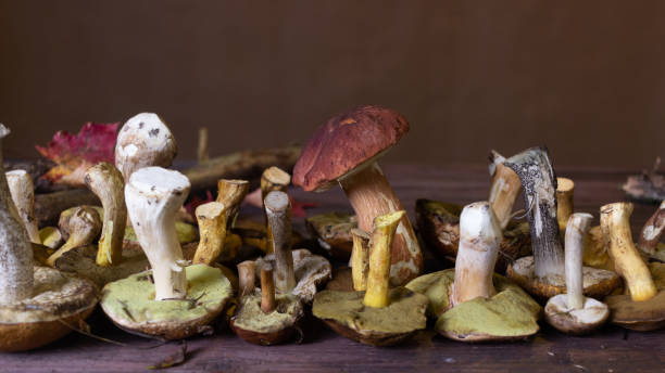 istock Autumn Still Life with Forest Mushrooms 1340082815