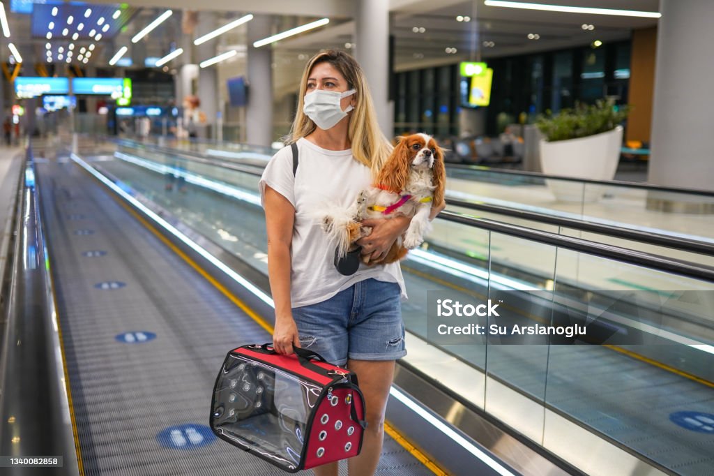 Young woman in a protective mask at the airport with her dog and her carry-on bag heading towards their flight Pets Stock Photo