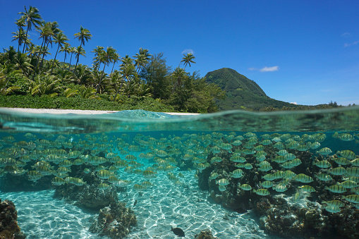 South Pacific island, shoal of fish underwater in the ocean and tropical coast, split view over-under water surface, French Polynesia, Huahine, Oceania