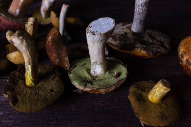 istock Autumn Still Life with Forest Mushrooms 1340083593