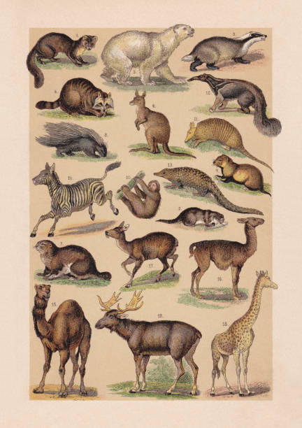Mammals, chromolithograph, published in 1889 Mammals: 1) European pine marten (Martes martes); 2) Eurasian otter (Lutra lutra); 3) European badger (Meles meles); 4) Raccoon (Procyon lotor); 5) Polar bear (Ursus maritimus); 6) Eastern grey kangaroo (Macropus giganteus); 7) Alpine marmot (Marmota marmota); 8) Crested porcupine (Hystrix cristata); 9) European hamster (Cricetus cricetus); 10) Brown-throated sloth (Bradypus variegatus); 11) Nine-banded armadillo (Dasypus novemcinctus); 12) Giant anteater (Myrmecophaga tridactyla); 13) Indian pangolin (Manis crassicaudata); 14) Mountain zebra (Equus zebra); 15) Dromedary (Camelus dromedarius); 16) Llama (Lama glama); 17) Siberian musk deer (Moschus moschiferus); 18) Nubian giraffe (Giraffa camelopardalis camelopardalis); 19) Moose (Alces alces). Chromolithograph, published in 1889. alpine marmot (marmota marmota) stock illustrations
