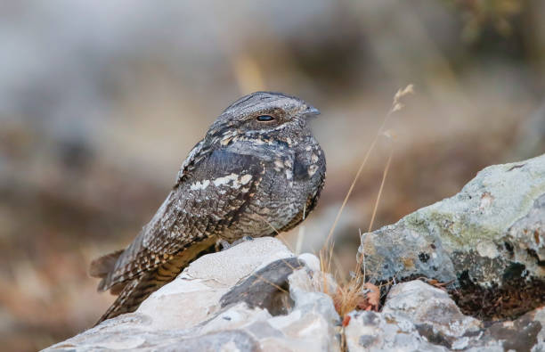 European Nightjar (Caprimulgus europaeus) European Nightjar (Caprimulgus europaeus) is a night hunter. It feeds on insects and catches their prey in flight. european nightjar caprimulgus europaeus stock pictures, royalty-free photos & images