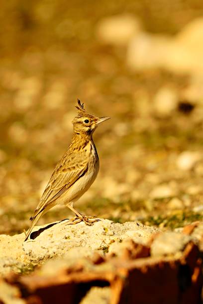 istock Birds in freedom and in their environment. 1340086128