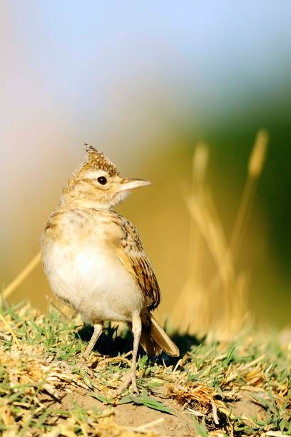 istock Birds in freedom and in their environment. 1340086139