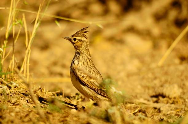 istock Birds in freedom and in their environment. 1340086176