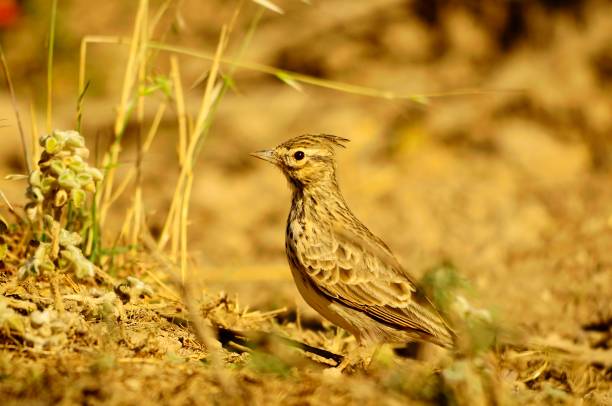 istock Birds in freedom and in their environment. 1340086182