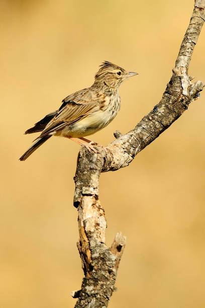 istock Birds in freedom and in their environment. 1340086187
