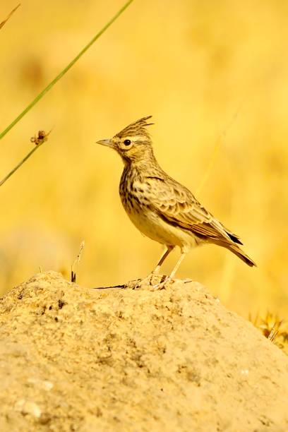 istock Birds in freedom and in their environment. 1340086191