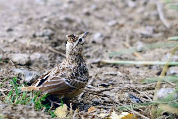 istock Birds in freedom and in their environment. 1340086221