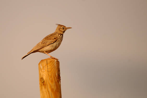 istock Birds in freedom and in their environment. 1340086235