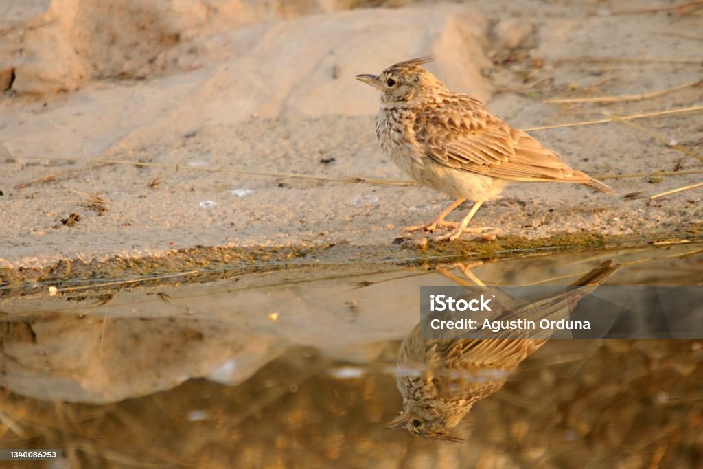 Birds in freedom and in their environment. Galerida cristata - Common Cogujada is a species of bird in the Alaudidae family. Agua Volcano Stock Photo