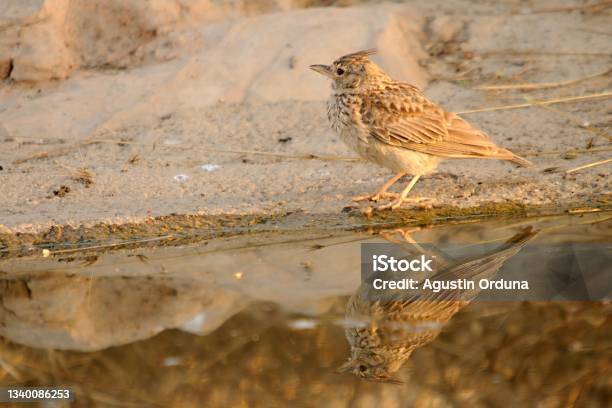 Birds In Freedom And In Their Environment Stock Photo - Download Image Now - Agua Volcano, Animal Wildlife, Animals In The Wild