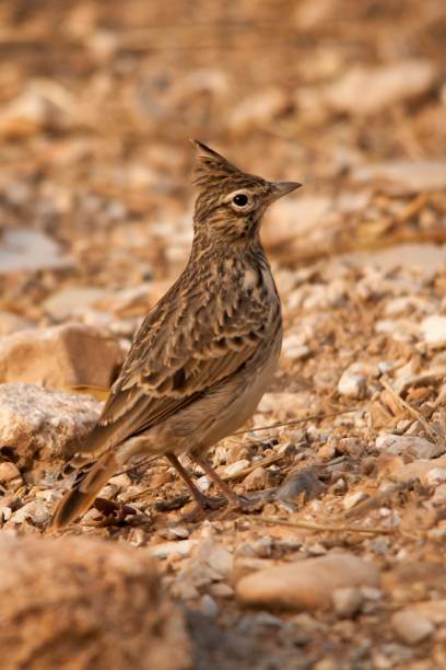 istock Birds in freedom and in their environment. 1340086266