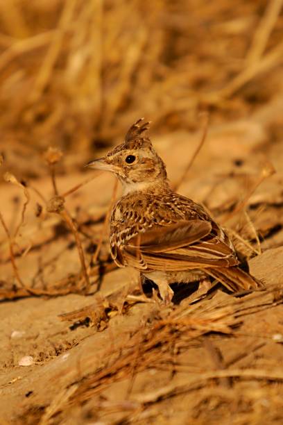 istock Birds in freedom and in their environment. 1340086318