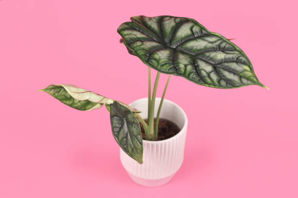 istock Topical 'Alocasia Baginda Dragon Scale' plant 1340086369