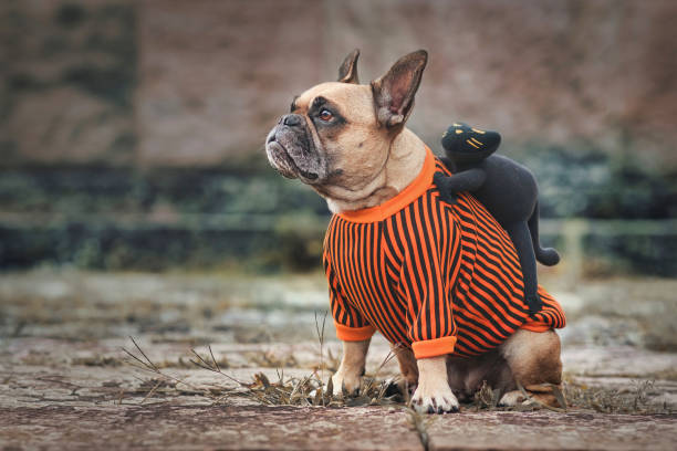 istock Funny dog Halloween costume with black cat on back 1340086450