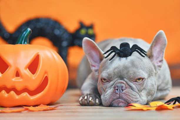 istock Grumpy Halloween French Bulldog dog 1340086470