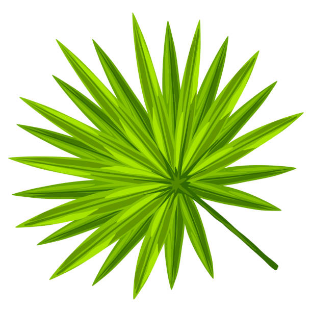 istock Illustration of palm leaf. Decorative image of tropical foliage and plant. 1340086501