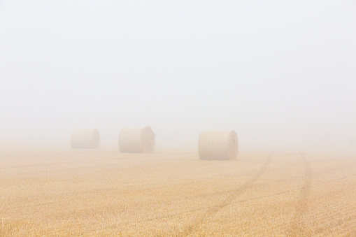 Three bales of hay in a wheat field in heavy fog in early Autumn with limited visibility in Scotland.