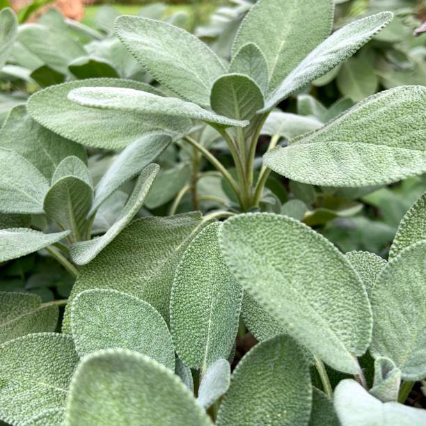istock Sage In September Garden 1340087862