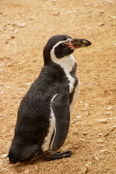 istock Humboldt Penguin in captivity 1340087974