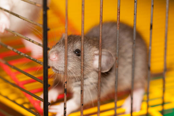 istock small domestic brown rat 1340088620