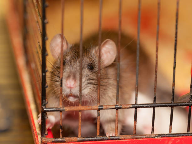 istock domestic brown rat in a cage 1340088635