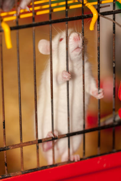 istock domestic rat in a cage 1340088645