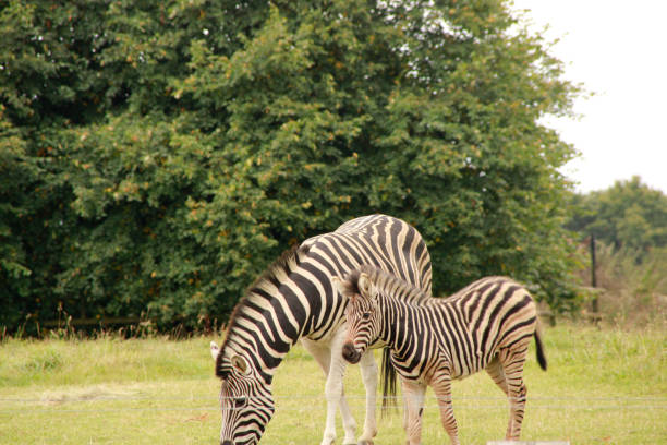 istock Zebras at the local zoo 1340089302