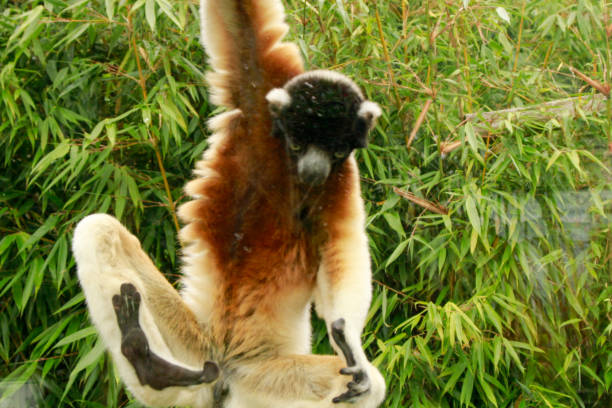 istock Monkeys at the zoo 1340089454