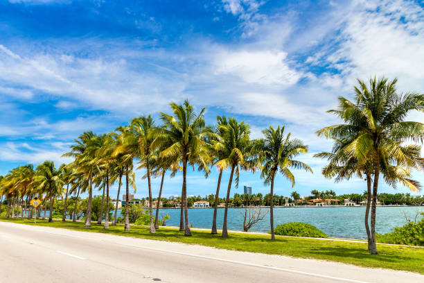 istock Palm trees in Miami Beach 1340089477